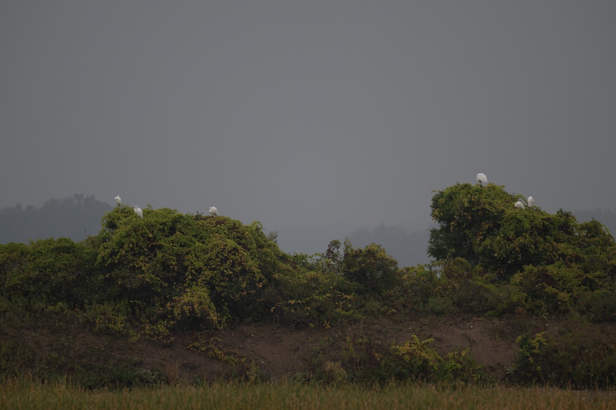 Great Egret - ML642334974