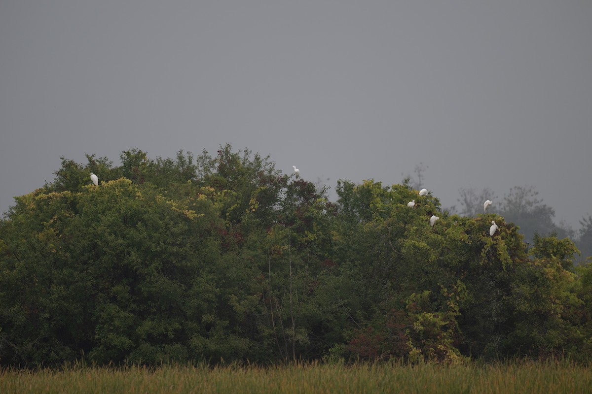 Great Egret - ML642334979