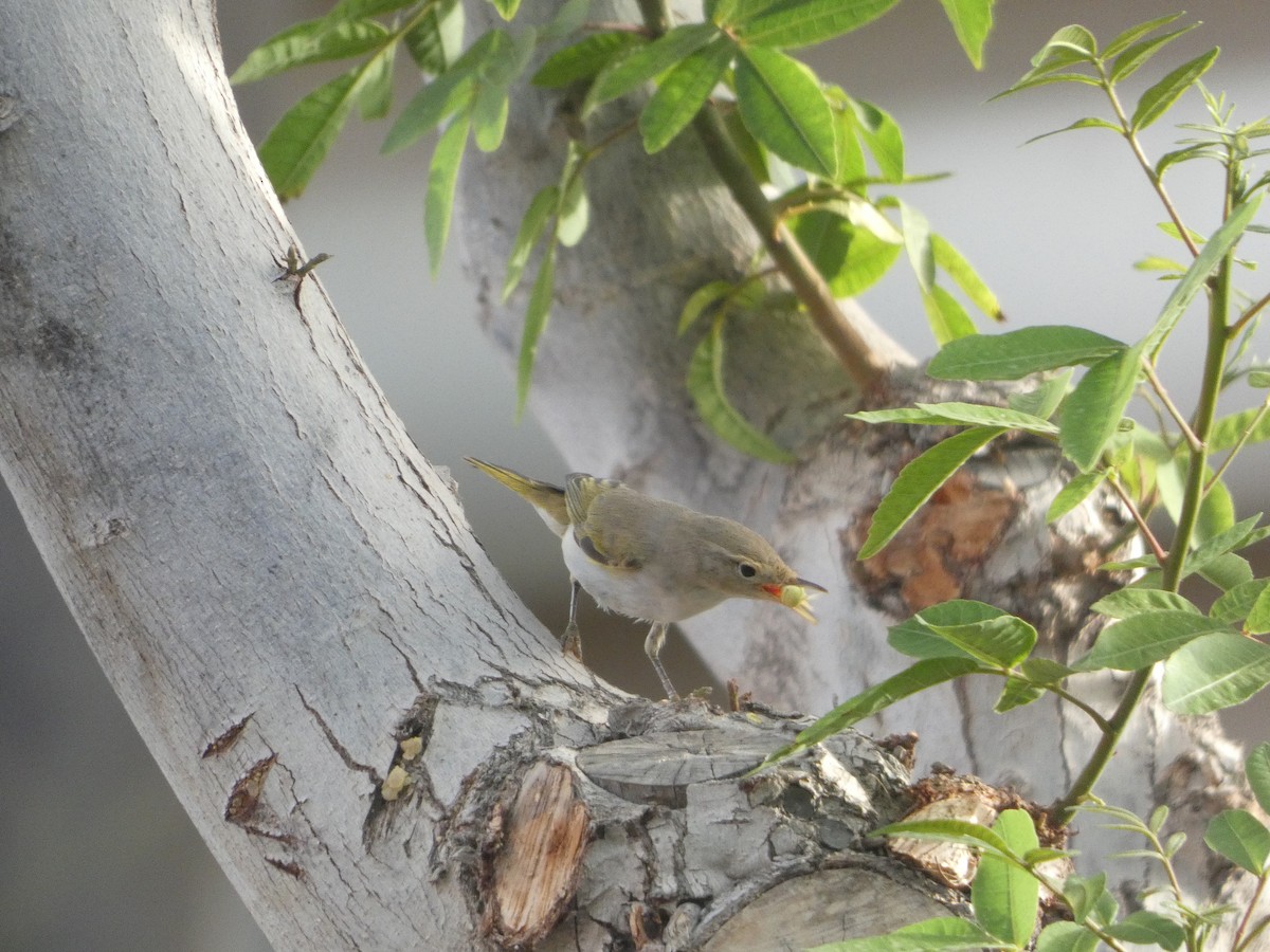 Western Bonelli's Warbler - ML642334981