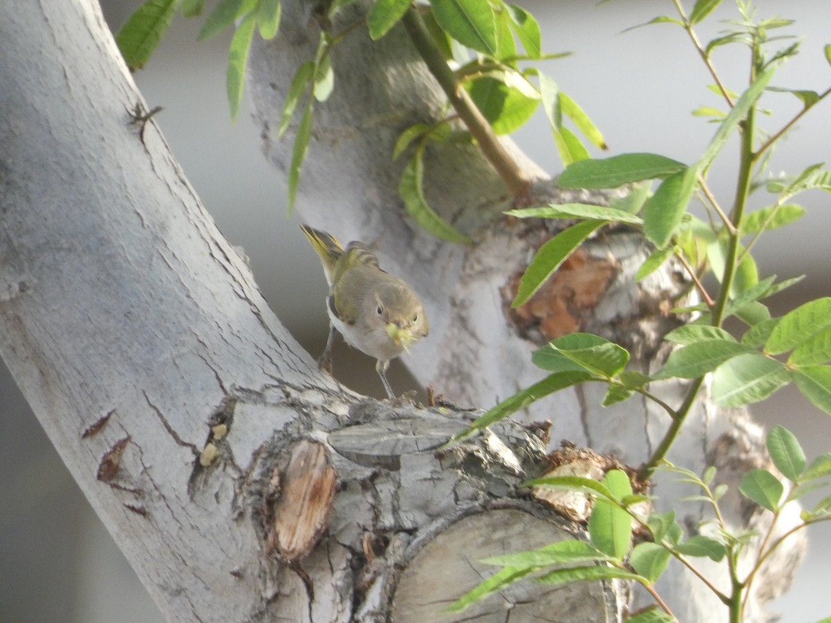 Western Bonelli's Warbler - ML642334982