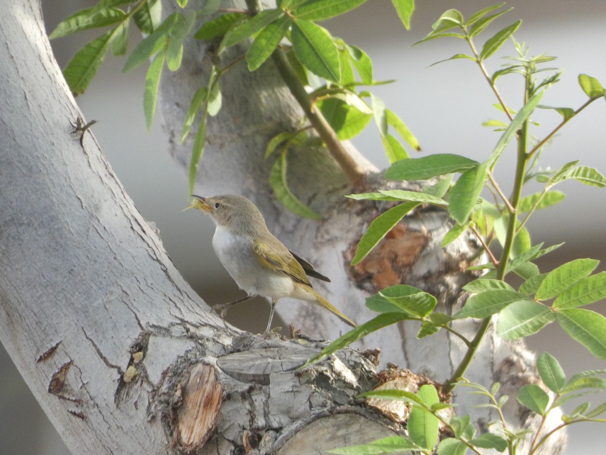 Western Bonelli's Warbler - ML642334983