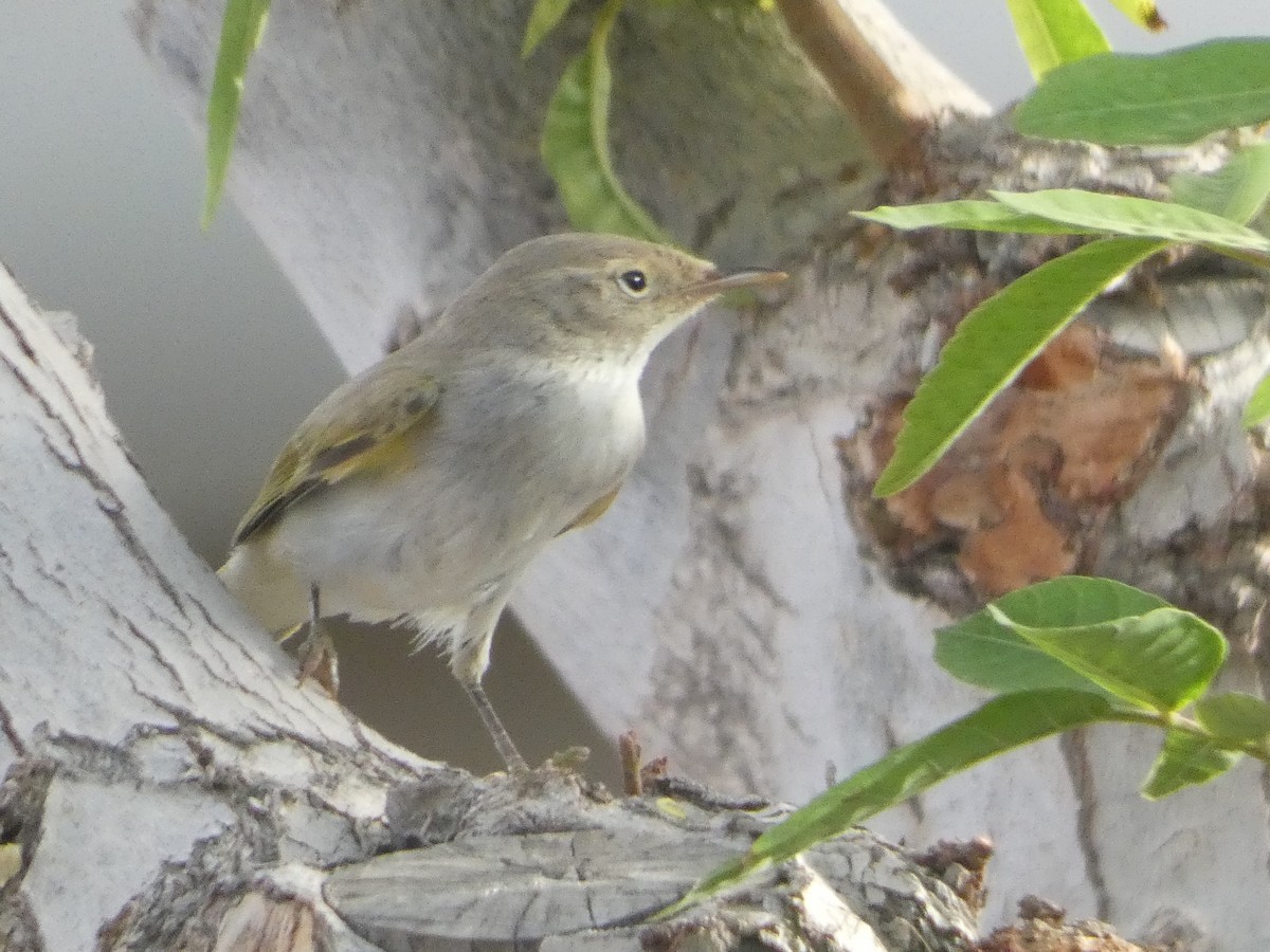 Western Bonelli's Warbler - ML642334984
