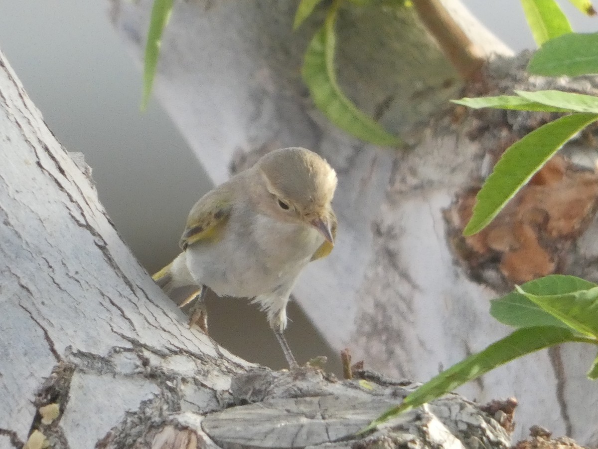 Western Bonelli's Warbler - ML642334986