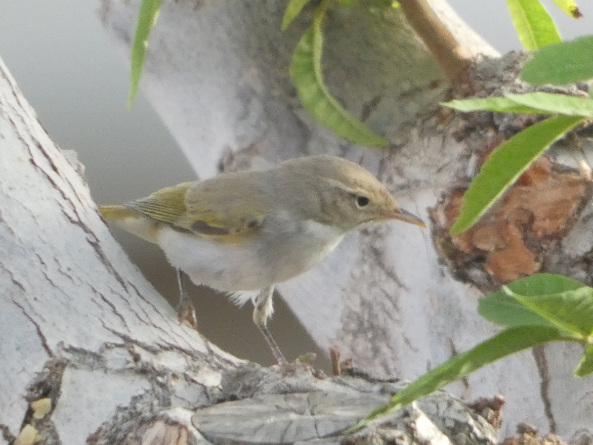 Western Bonelli's Warbler - ML642334987