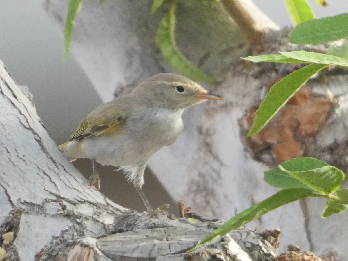 Western Bonelli's Warbler - ML642334988