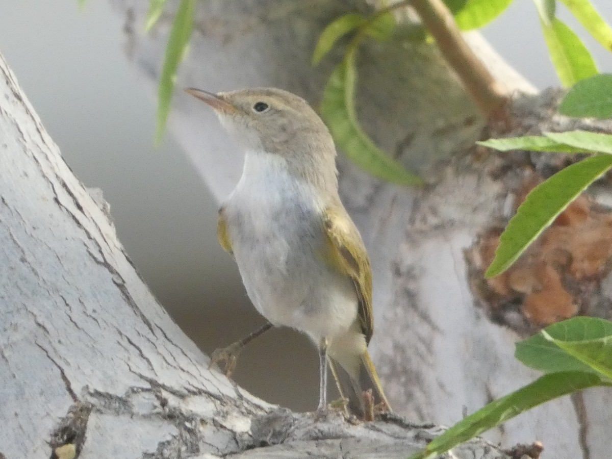 Western Bonelli's Warbler - ML642334989