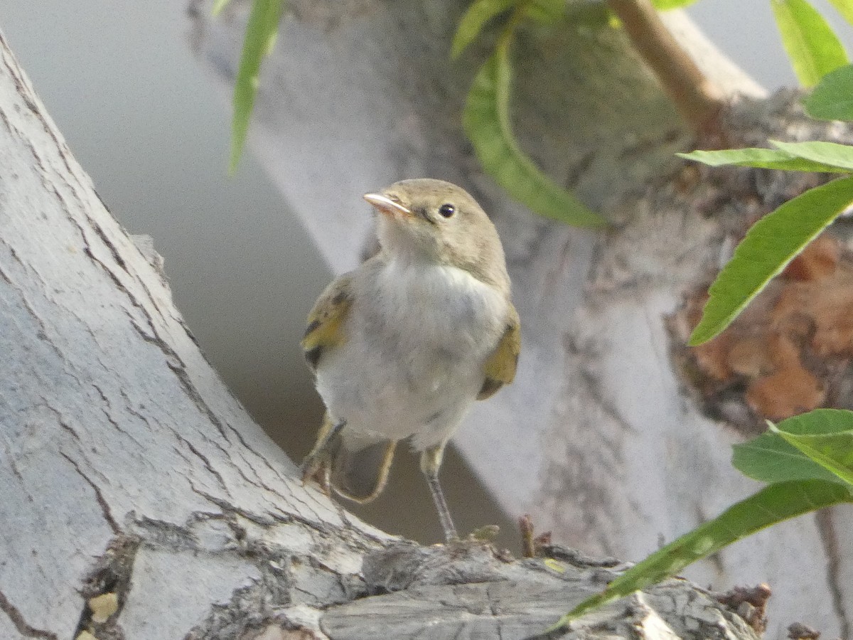 Western Bonelli's Warbler - ML642334991
