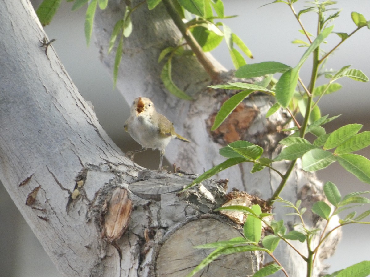 Western Bonelli's Warbler - ML642334992
