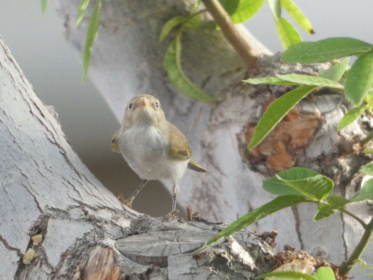 Western Bonelli's Warbler - ML642334993