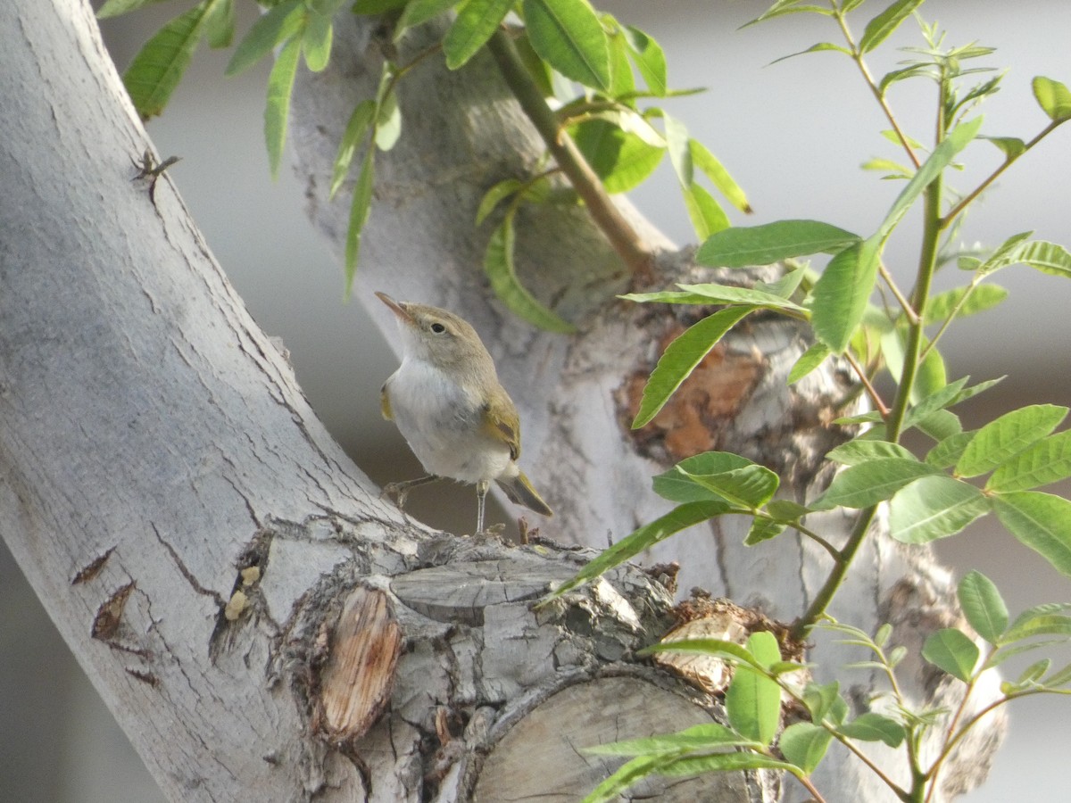 Western Bonelli's Warbler - ML642334994
