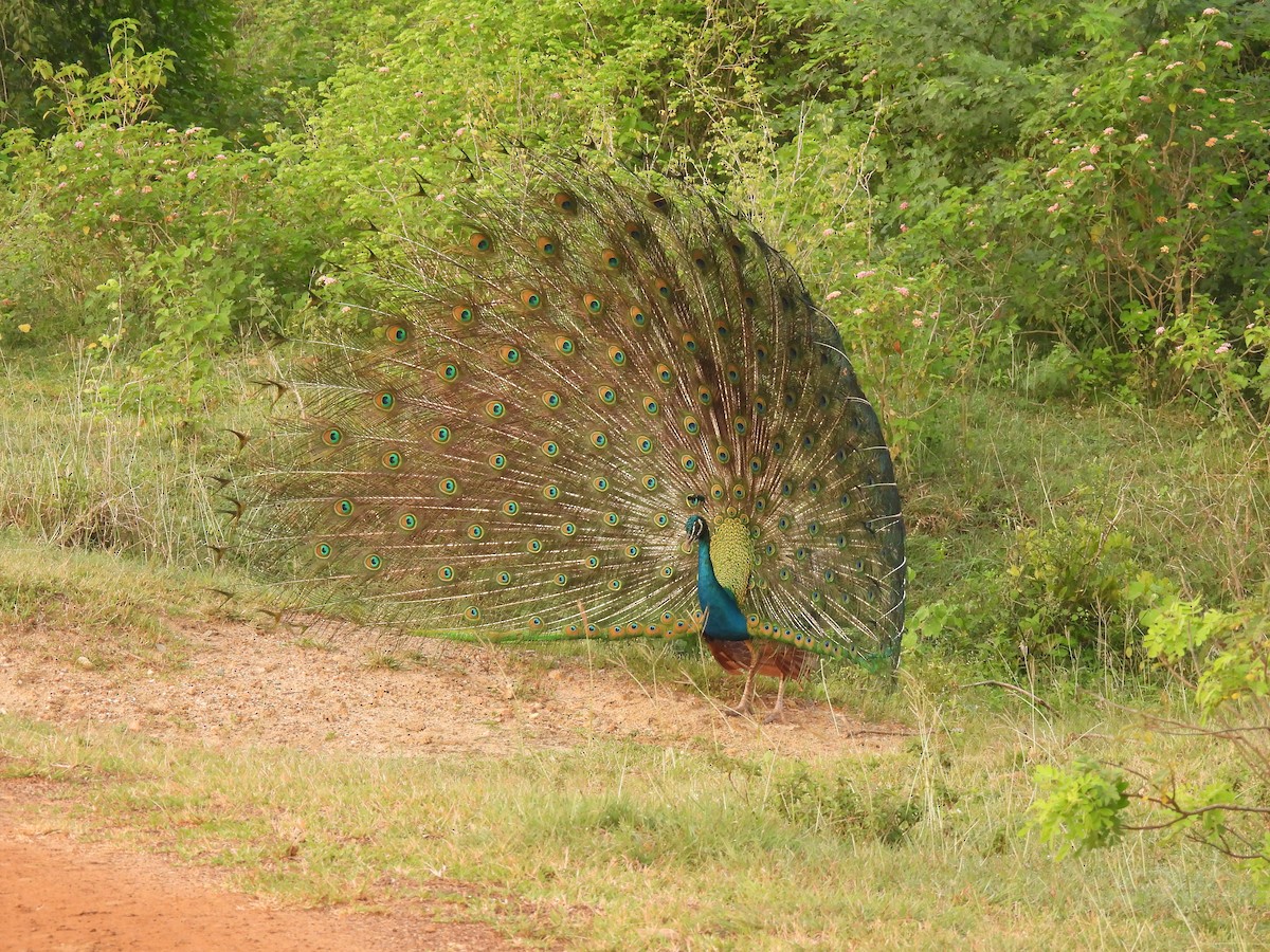 Pfau - ML642334996