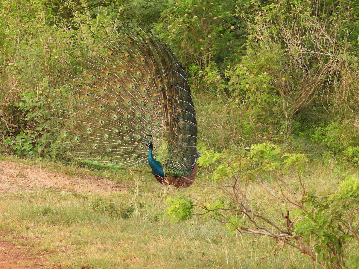 Pfau - ML642334997