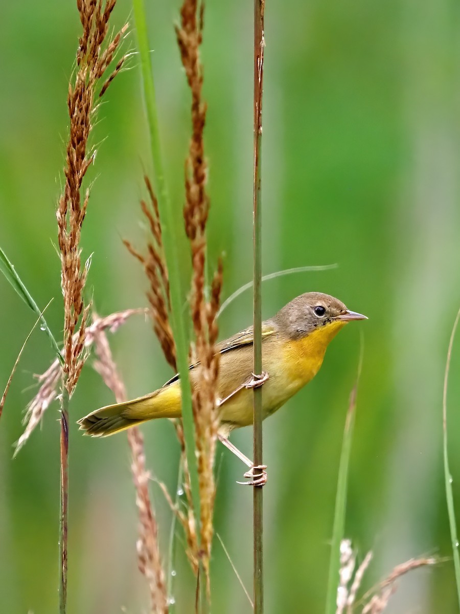 Common Yellowthroat - ML642335076