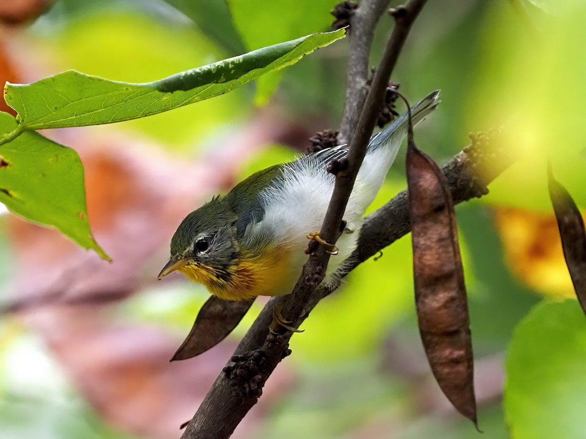 Northern Parula - ML642335079