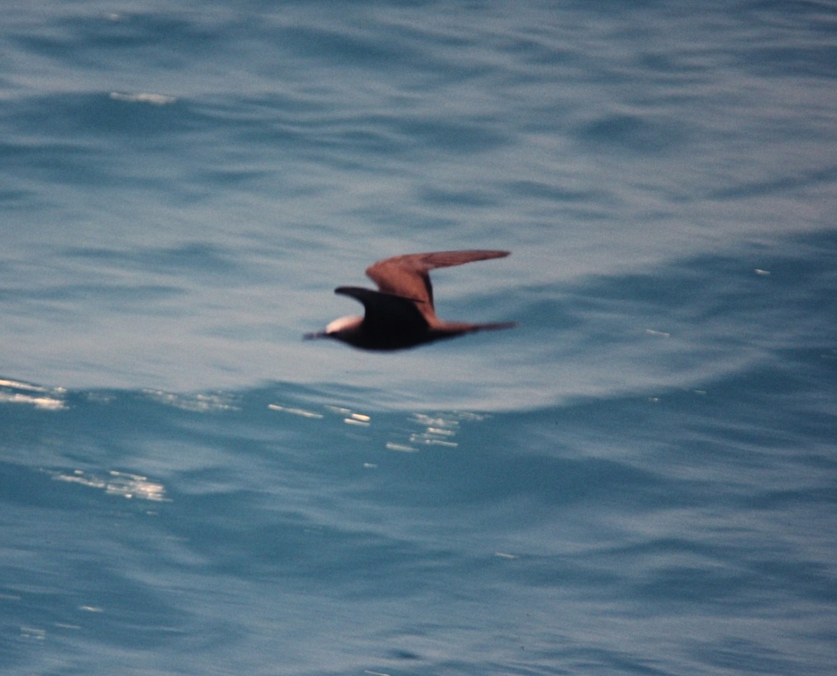 Brown Noddy - ML642335100