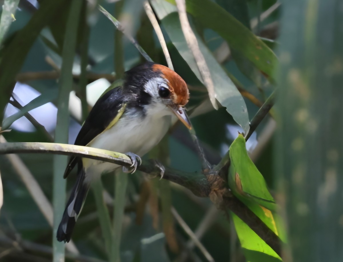 White-cheeked Tody-Flycatcher - ML642335114