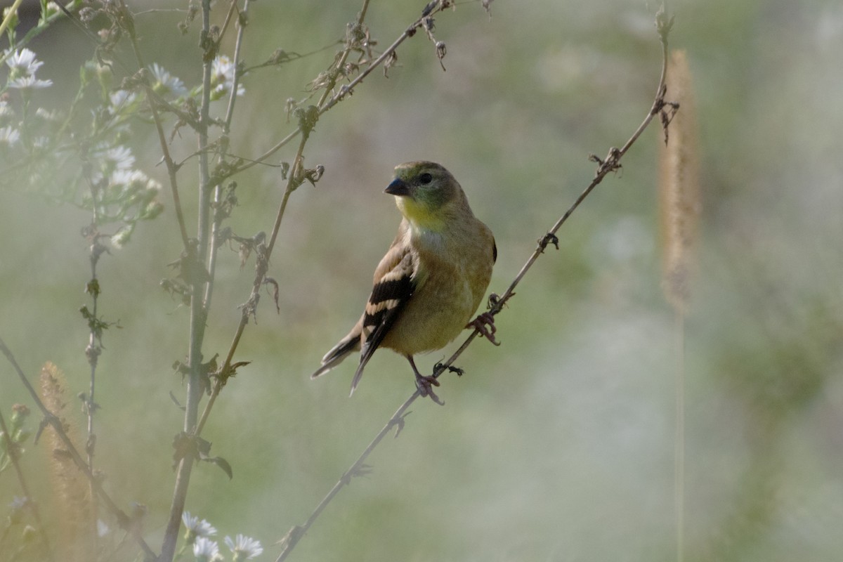 American Goldfinch - ML642335119