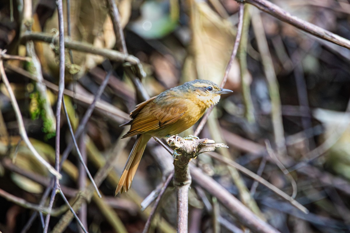 Ochre-breasted Foliage-gleaner - ML642335129