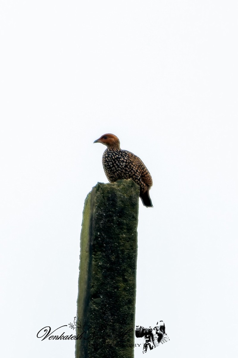 Painted Francolin - ML642335144