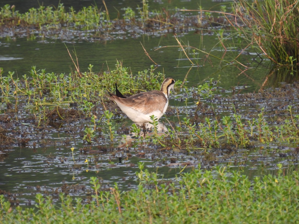 Pheasant-tailed Jacana - ML642335155