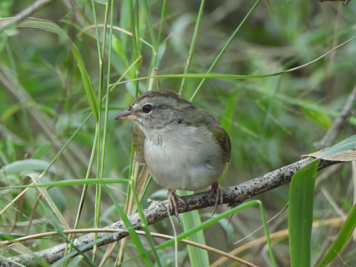 Olive Sparrow - ML642335198