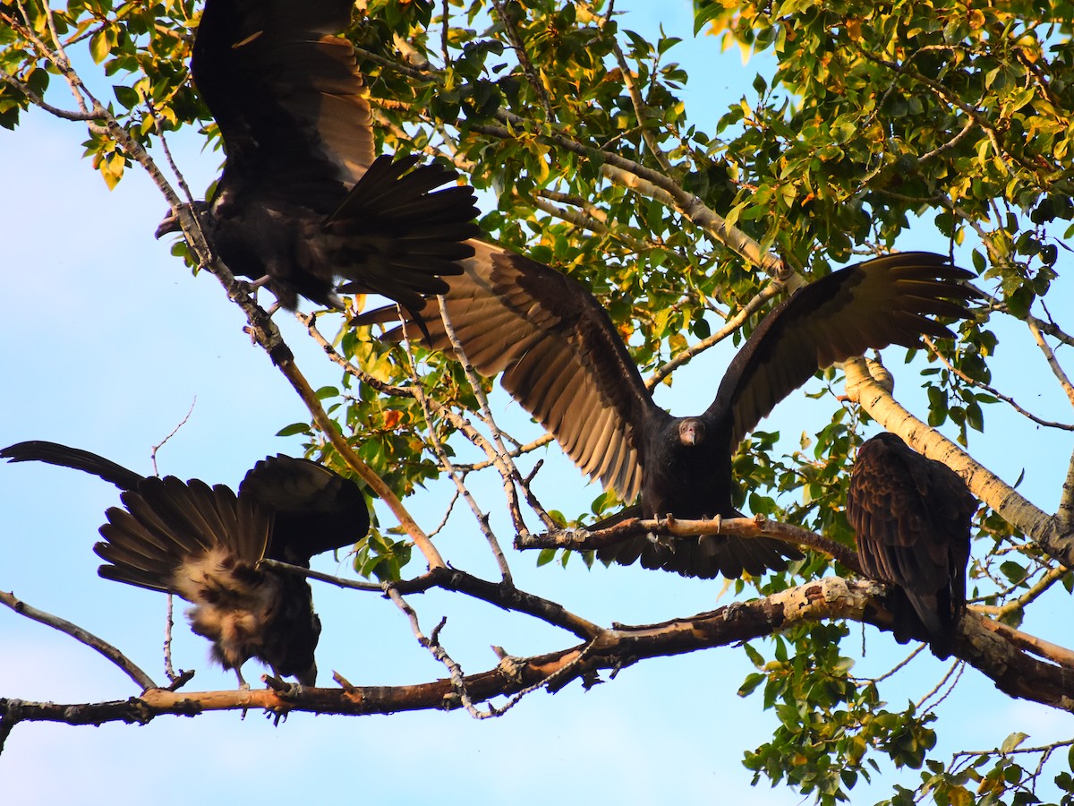 Turkey Vulture - ML642335233