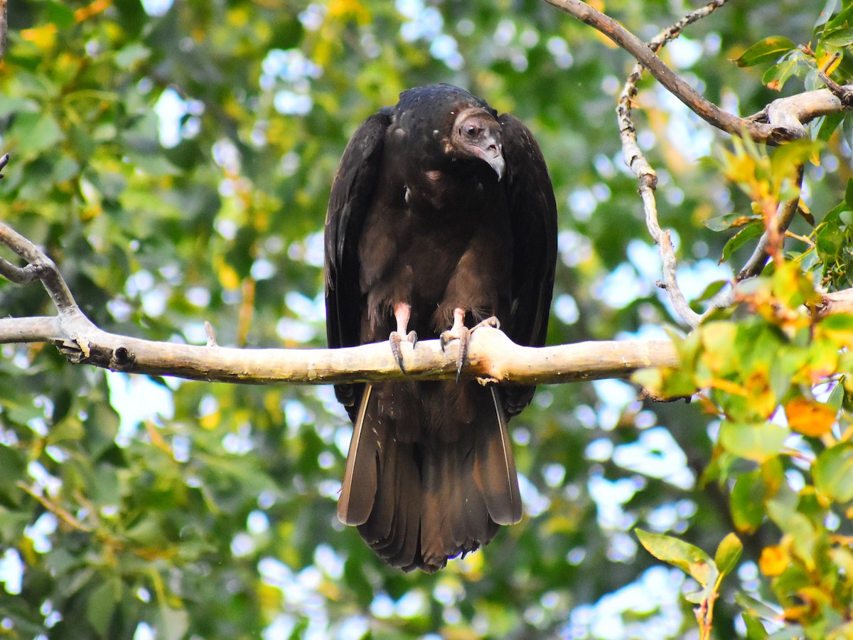 Turkey Vulture - ML642335234