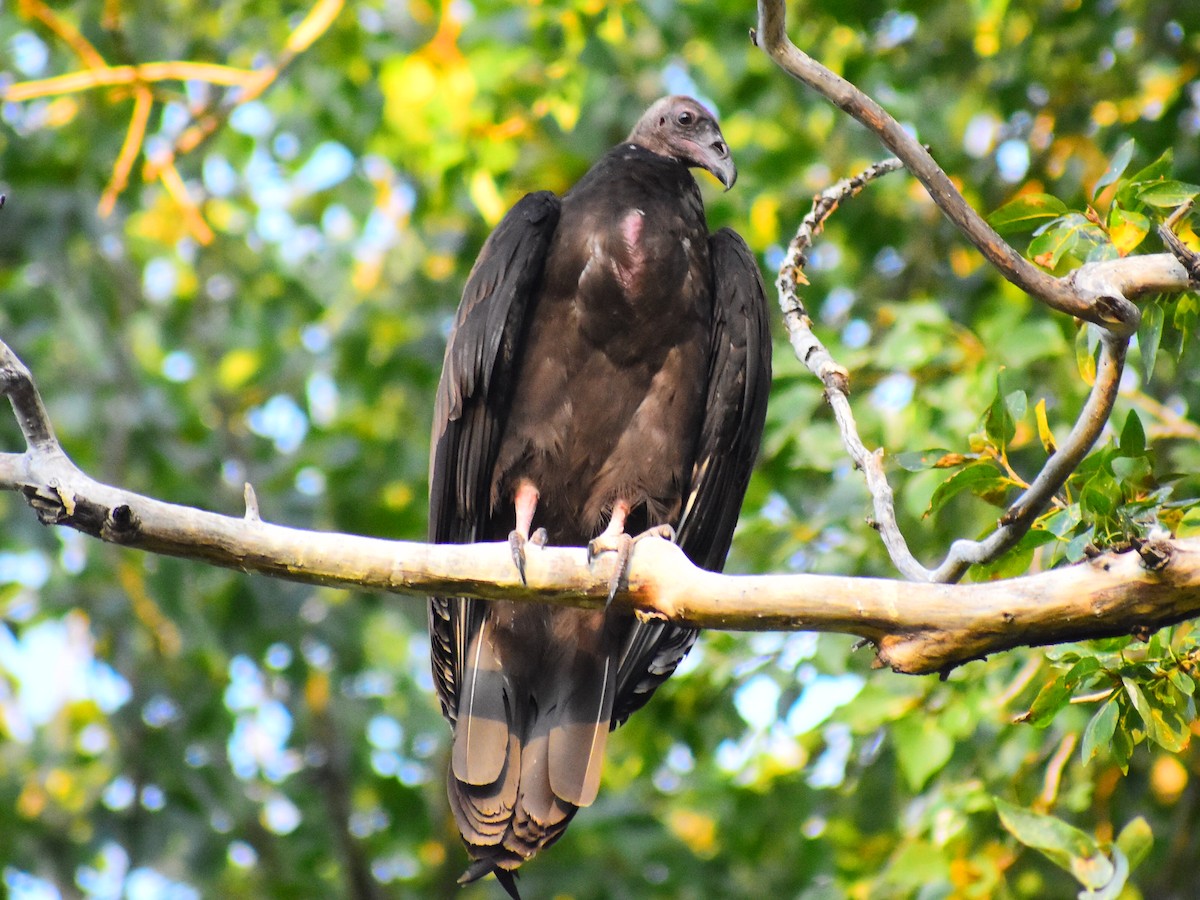Turkey Vulture - ML642335235