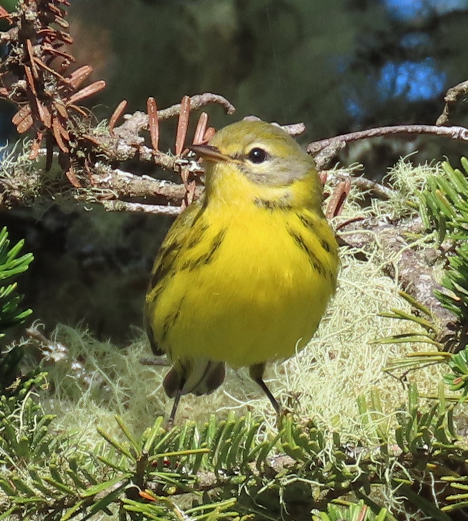 buskparula - ML642335247