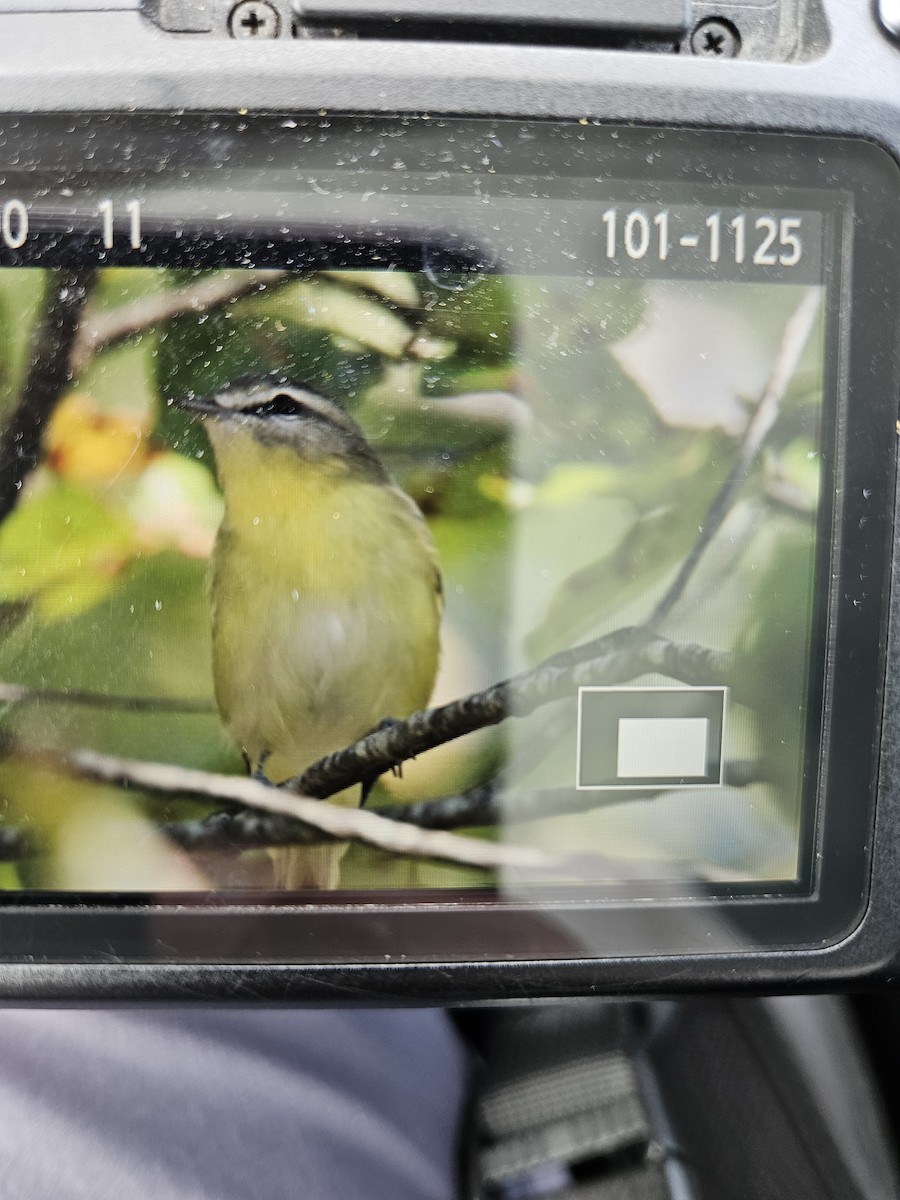 Philadelphia Vireo - ML642335255