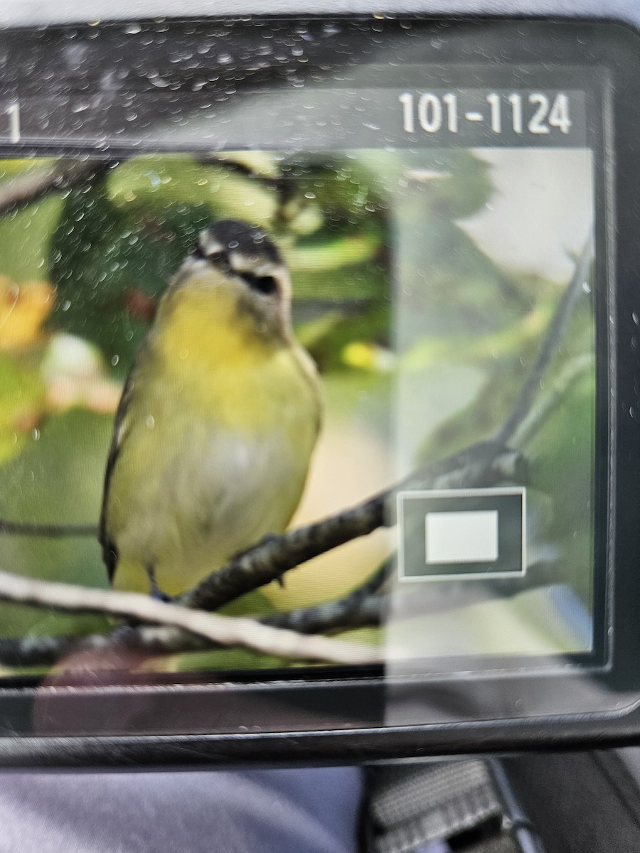 Philadelphia Vireo - ML642335256