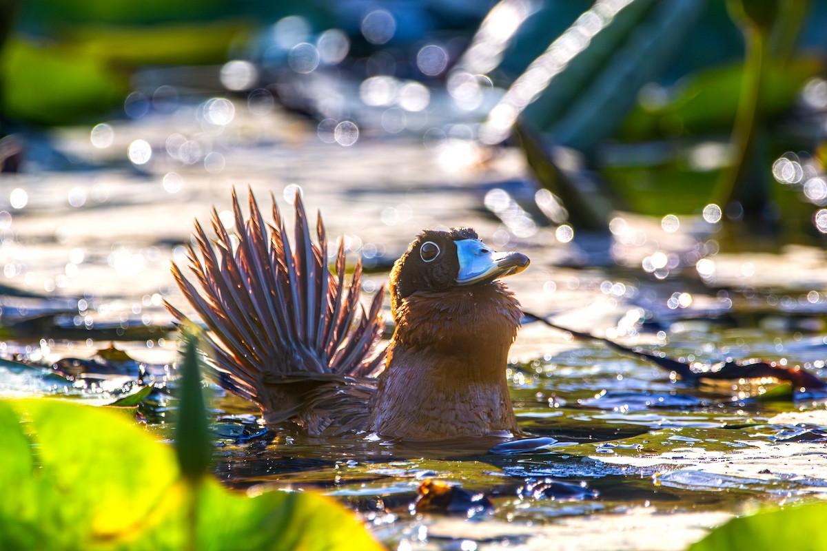 Masked Duck - ML642335260