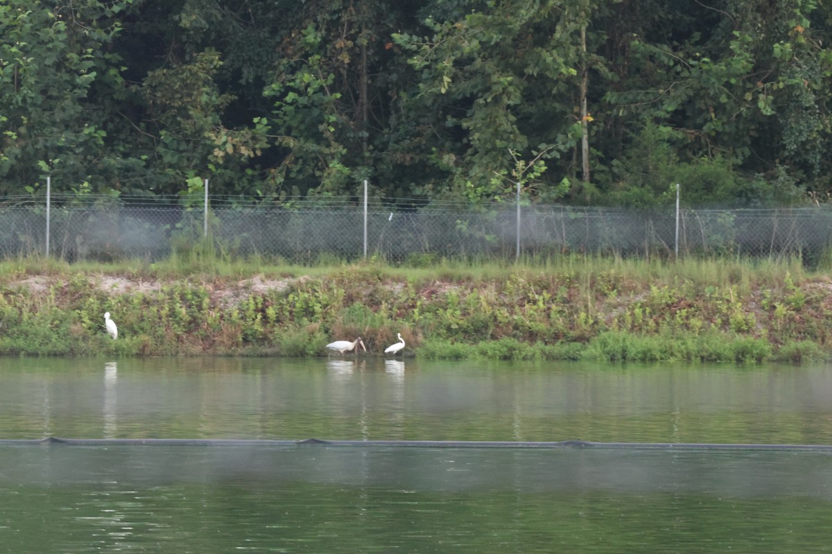 Wood Stork - ML642335302