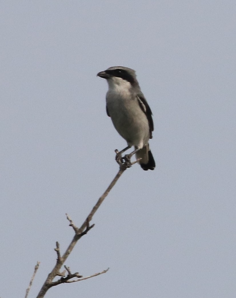 Pie-grièche migratrice - ML642335315