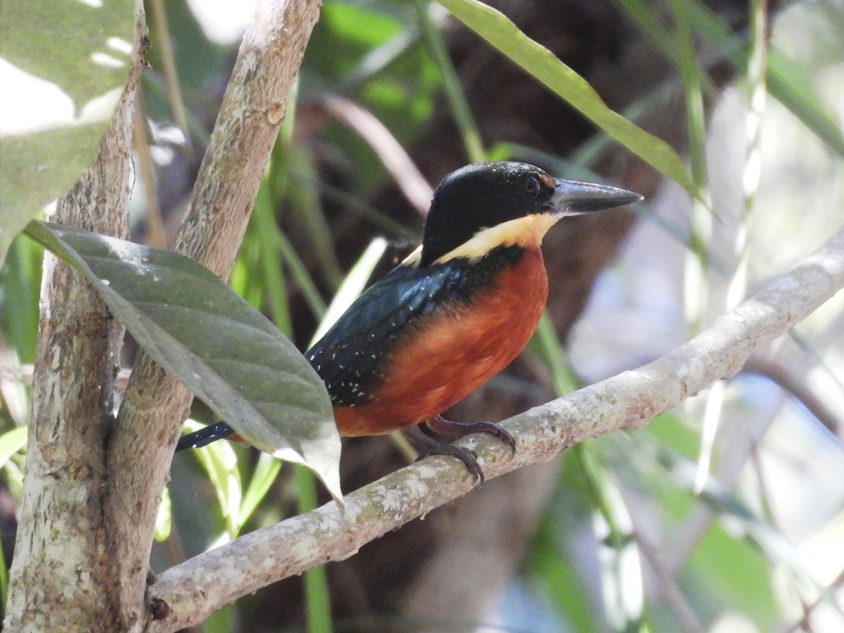 Martín Pescador Verdirrufo - ML642335321