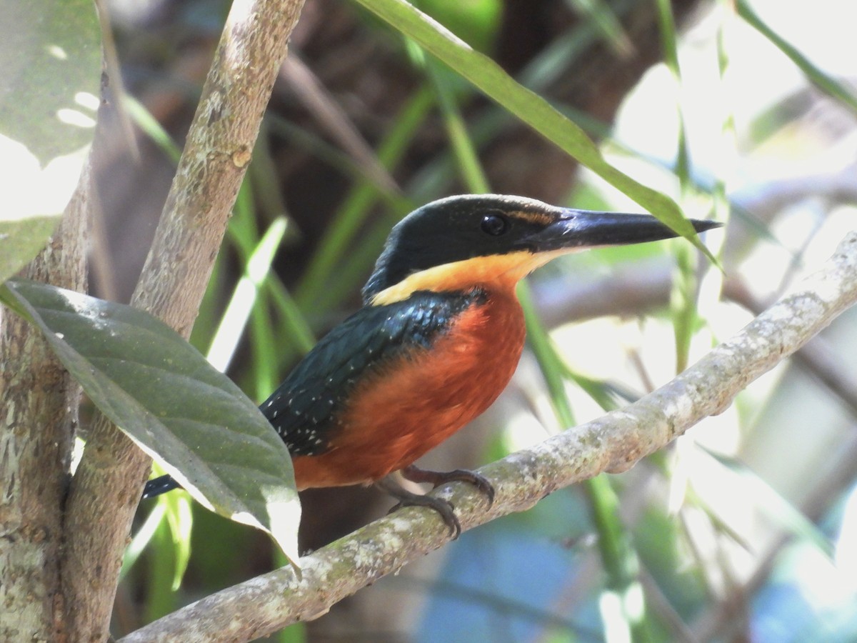 Martín Pescador Verdirrufo - ML642335322