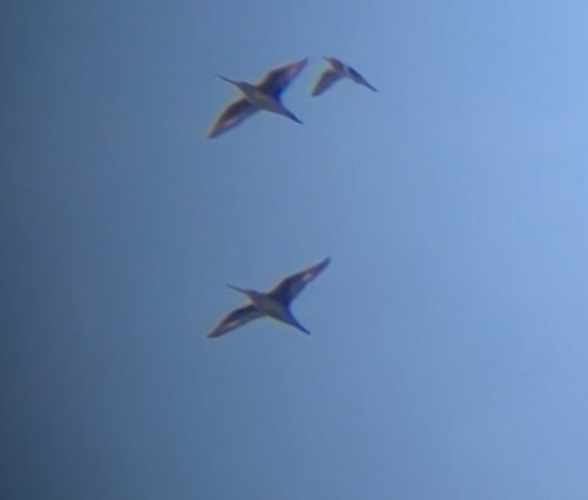 Hudsonian Godwit - ML642335332