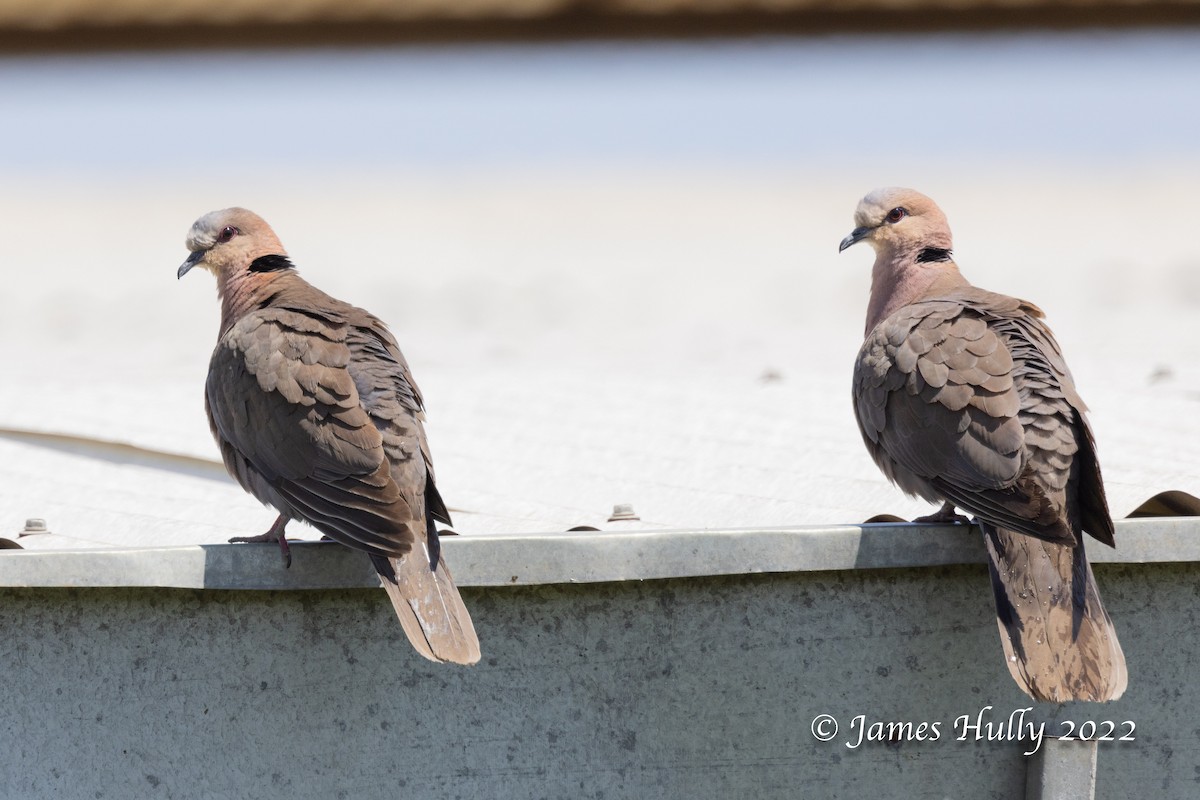 Red-eyed Dove - ML642335375