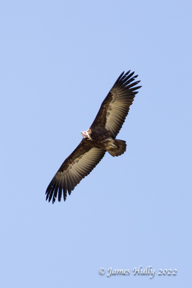 Vautour charognard - ML642335407