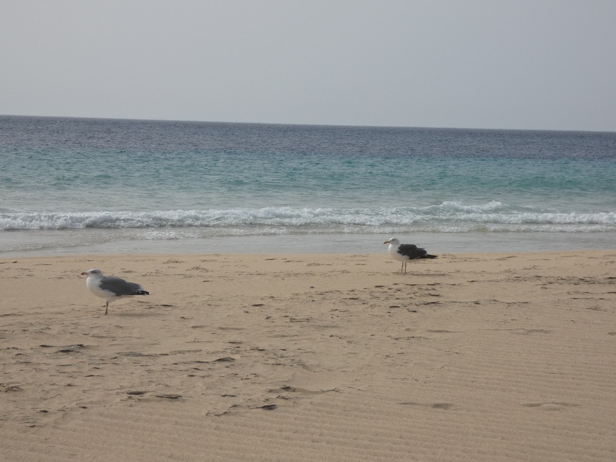 Lesser Black-backed Gull - ML642335413