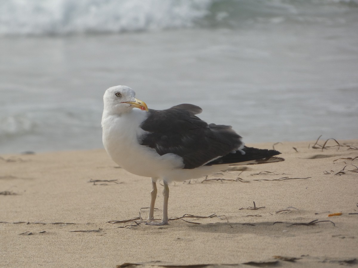 Lesser Black-backed Gull - ML642335414