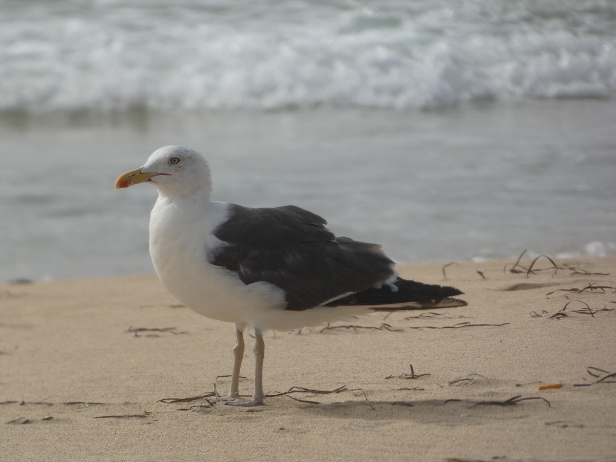 Lesser Black-backed Gull - ML642335415