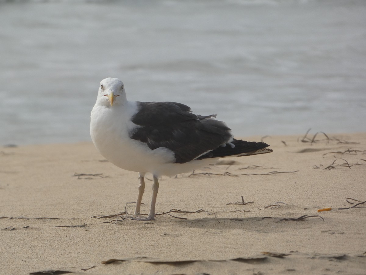 Lesser Black-backed Gull - ML642335416
