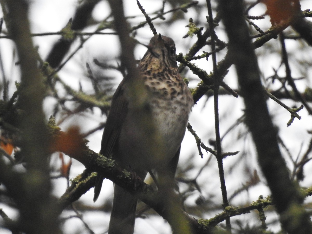 Gray-cheeked Thrush - ML642335445