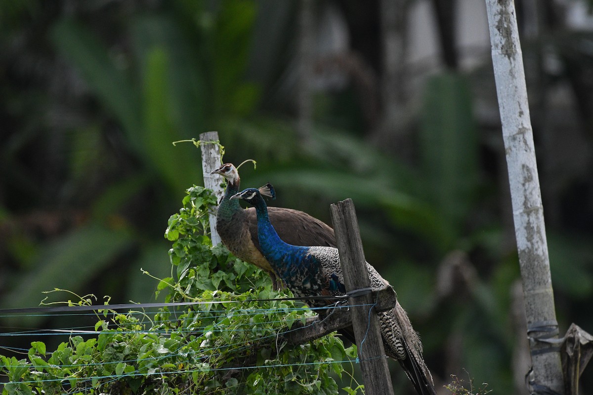 Pfau - ML642335463