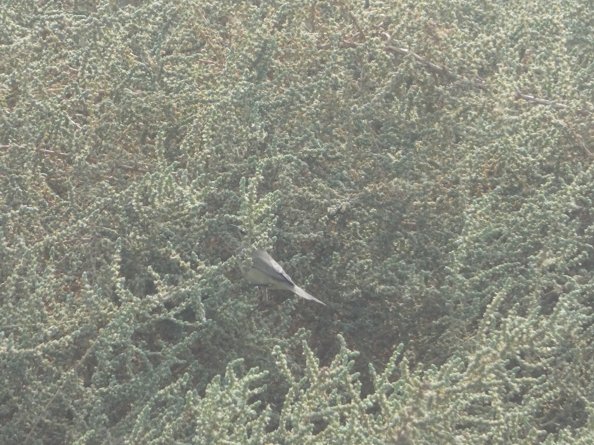 Willow Warbler - ML642335481