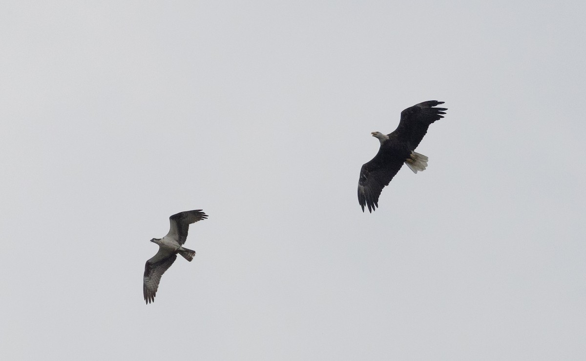 Osprey (American) - ML642335498