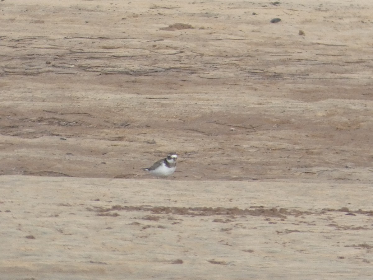 Common Ringed Plover - ML642335513