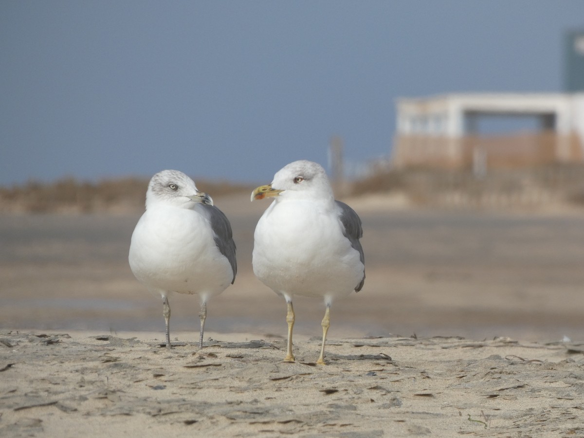 Yellow-legged Gull (atlantis) - ML642335537