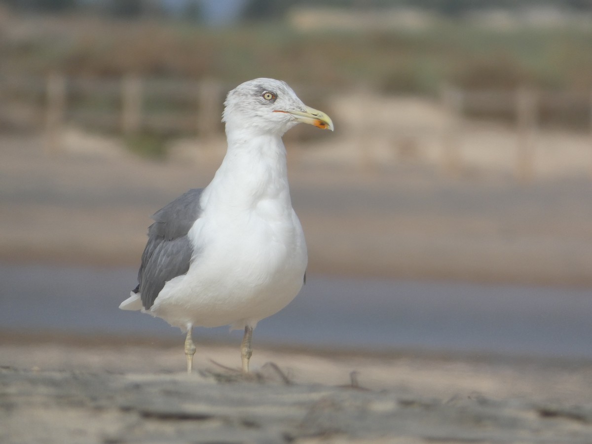 Yellow-legged Gull (atlantis) - ML642335538